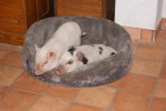 de biggetjes